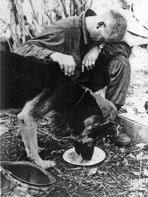 vietnam war soldier and dog