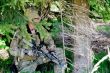 Cvičiace skupiny SVK a USA SOF v Lešti navštívil americký veľvyslanec III.